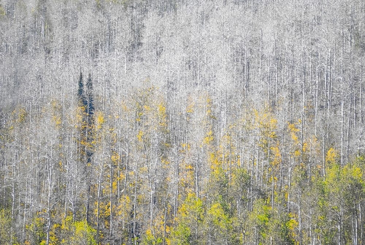 Picture of USA-UTAH-WOODRUFF ASPEN TREES ALONG HIGHWAY 39