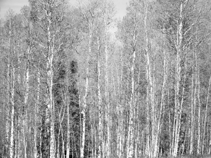 Picture of USA-UTAH-WOODRUFF ASPEN TREES ALONG HIGHWAY 39