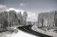Picture of USA-UTAH-WEST OF WOODRUFF ASPEN TREES ALONG HIGHWAY 39