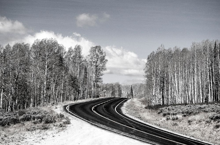 Picture of USA-UTAH-WEST OF WOODRUFF ASPEN TREES ALONG HIGHWAY 39