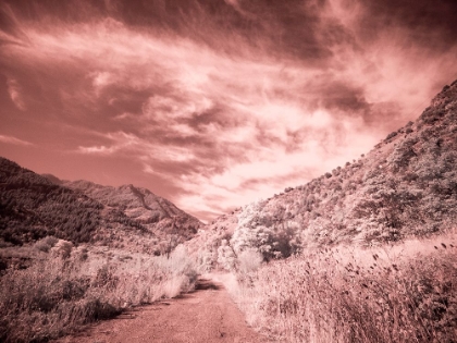 Picture of USA-UTAH-INFRARED OF BACKROAD IN THE LOGAN PASS AREA