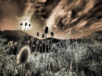 Picture of USA-UTAH-INFRARED OF THE LOGAN PASS AREA