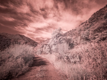 Picture of USA-UTAH-INFRARED OF BACKROAD IN THE LOGAN PASS AREA