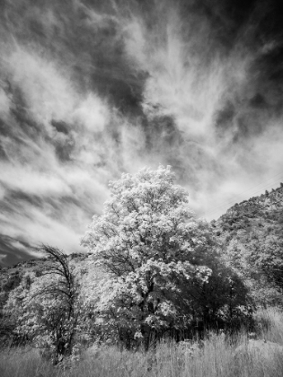 Picture of USA-UTAH-INFRARED OF THE LOGAN PASS AREA AND LONE TREE