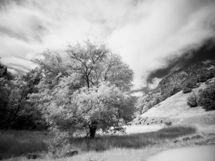 Picture of USA-UTAH-INFRARED OF THE LOGAN PASS AREA AND LONE TREE