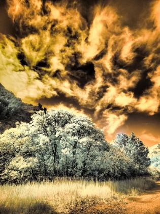 Picture of USA-UTAH-INFRARED OF THE LOGAN PASS AREA AND LONE TREE