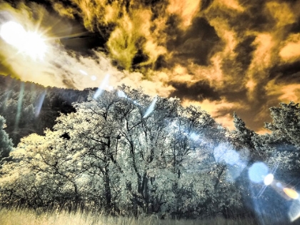 Picture of USA-UTAH-INFRARED OF THE LOGAN PASS AREA AND LONE TREE