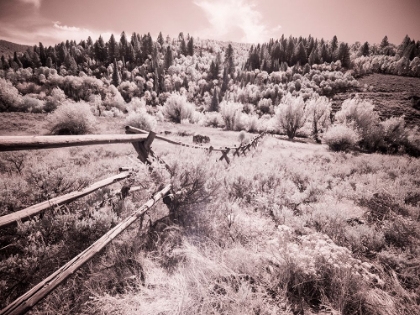 Picture of USA-UTAH-INFRARED OF THE LOGAN PASS AREA WITH LONG RAIL FENCE