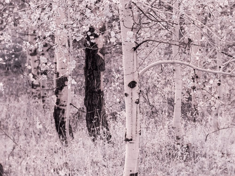 Picture of USA-UTAH-ASPEN GROVE IN INFRARED OF THE LOGAN PASS AREA