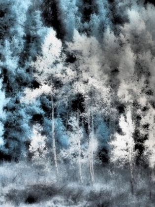 Picture of USA-UTAH-ASPEN GROVE IN INFRARED OF THE LOGAN PASS AREA