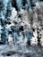 Picture of USA-UTAH-ASPEN GROVE IN INFRARED OF THE LOGAN PASS AREA