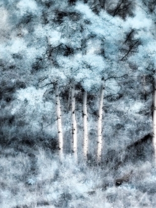 Picture of USA-UTAH-ASPEN GROVE IN INFRARED OF THE LOGAN PASS AREA