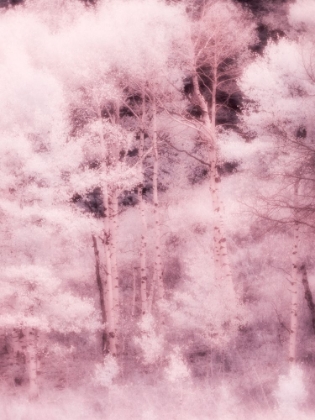 Picture of USA-UTAH-ASPEN GROVE IN INFRARED OF THE LOGAN PASS AREA