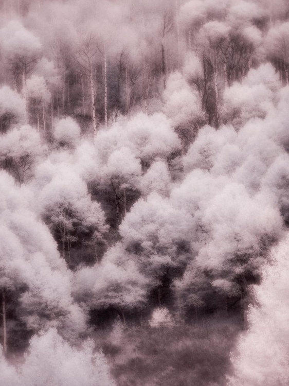 Picture of USA-UTAH-ASPEN GROVE IN INFRARED OF THE LOGAN PASS AREA