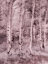 Picture of USA-UTAH-ASPEN GROVE IN INFRARED OF THE LOGAN PASS AREA