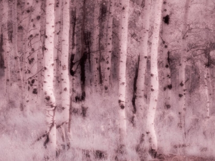 Picture of USA-UTAH-ASPEN GROVE IN INFRARED OF THE LOGAN PASS AREA