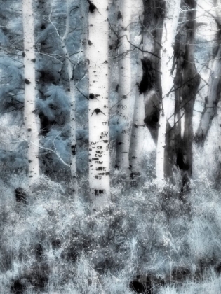 Picture of USA-UTAH-ASPEN GROVE IN INFRARED OF THE LOGAN PASS AREA