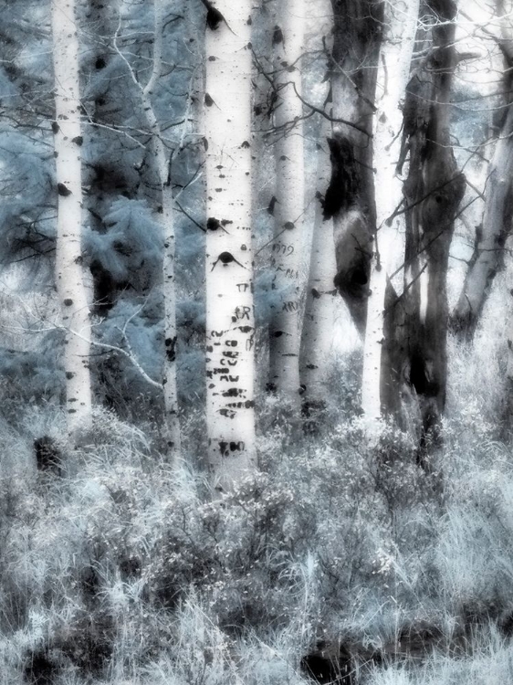 Picture of USA-UTAH-ASPEN GROVE IN INFRARED OF THE LOGAN PASS AREA