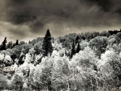 Picture of USA-UTAH-ASPEN GROVE IN INFRARED OF THE LOGAN PASS AREA