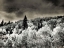 Picture of USA-UTAH-ASPEN GROVE IN INFRARED OF THE LOGAN PASS AREA