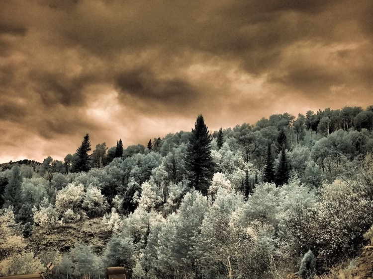 Picture of USA-UTAH-ASPEN GROVE IN INFRARED OF THE LOGAN PASS AREA