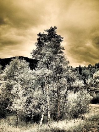 Picture of USA-UTAH-ASPEN GROVE IN INFRARED OF THE LOGAN PASS AREA