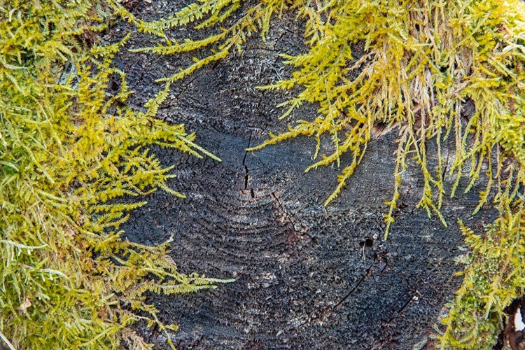 Picture of USA-VERMONT-MORRISVILLE-JOPSON LANE-MOSS COVERING END OF LOG