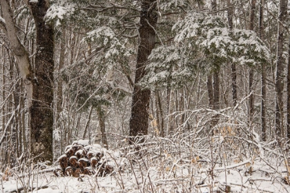 Picture of USA-VERMONT-MORRISVILLE-JOPSON LANE-LATE SPRING SNOW FALL IN THE FOREST