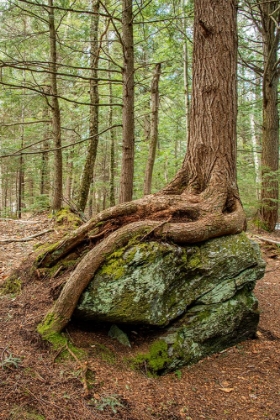 Picture of USA-VERMONT-MORRISVILLE STERLING FOREST-TREE WITH ROOTS SPREAD OVER LICHEN COVERED ROCKS