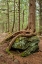 Picture of USA-VERMONT-MORRISVILLE STERLING FOREST-TREE WITH ROOTS SPREAD OVER LICHEN COVERED ROCKS