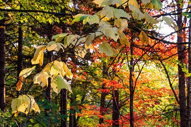 Picture of USA-VERMONT-MORRISVILLE-JOPSON LANE FALL FOLIAGE