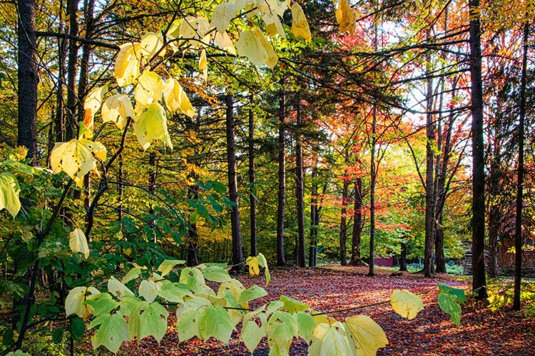 Picture of USA-VERMONT-MORRISVILLE-JOPSON LANE FALL FOLIAGE