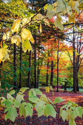 Picture of USA-VERMONT-MORRISVILLE-JOPSON LANE FALL FOLIAGE