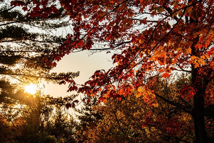 Picture of USA-VERMONT-MORRISVILLE-JOPSON LANE FALL FOLIAGE