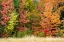 Picture of USA-VERMONT-MORRISVILLE LYLE MCKEE ROAD-FALL FOLIAGE