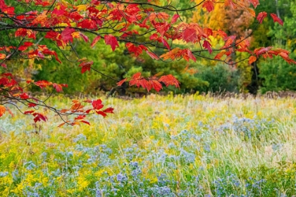 Picture of USA-VERMONT-MORRISVILLE LYLE MCKEE ROAD-FALL FOLIAGE