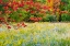 Picture of USA-VERMONT-MORRISVILLE LYLE MCKEE ROAD-FALL FOLIAGE