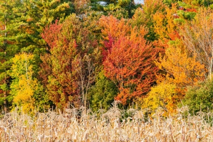 Picture of USA-VERMONT-MORRISVILLE LYLE MCKEE ROAD-FALL FOLIAGE