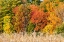 Picture of USA-VERMONT-MORRISVILLE LYLE MCKEE ROAD-FALL FOLIAGE