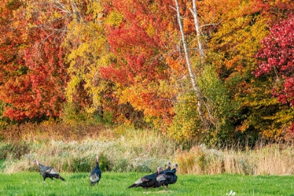 Picture of USA-VERMONT-MORRISVILLE LYLE MCKEE ROAD-FALL FOLIAGE-FLOCK OF WILD TURKEYS
