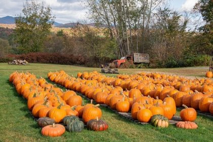Picture of USA-VERMONT-STOWE-WEST HILL RD-PUMPKIN FIELD