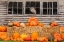 Picture of USA-VERMONT-STOWE-WEST HILL RD-PUMPKIN FIELD