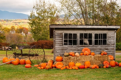 Picture of USA-VERMONT-STOWE-WEST HILL RD-PUMPKIN FIELD