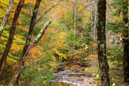 Picture of USA-VERMONT-STOWE-STERLING VALLEY TRIBUTARY TO LITTLE RIVER IN FALL FOLIAGE