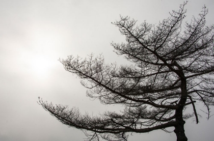 Picture of USA-VERMONT-MORRISVILLE-JOPSON LANE TREE SILHOUETTED AGAINST WINTER SKY