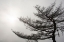 Picture of USA-VERMONT-MORRISVILLE-JOPSON LANE TREE SILHOUETTED AGAINST WINTER SKY