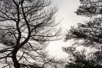 Picture of USA-VERMONT-MORRISVILLE-JOPSON LANE TREE SILHOUETTED AGAINST WINTER SKY