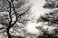 Picture of USA-VERMONT-MORRISVILLE-JOPSON LANE TREE SILHOUETTED AGAINST WINTER SKY