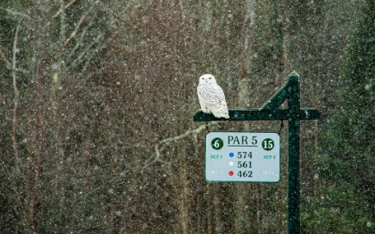 Picture of USA-VERMONT-MORRISVILLE FEMALE SNOWY OWL IN SNOW ON GOLF COURSE