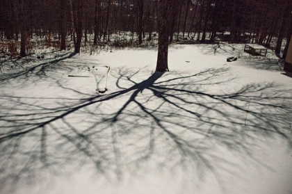 Picture of USA-VERMONT-MORRISVILLE-MOON SHADOW OF ASH TREE ON SNOW-COVERED LAWN